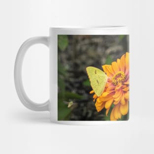 Alfalfa Butterfly on Flowers Mug